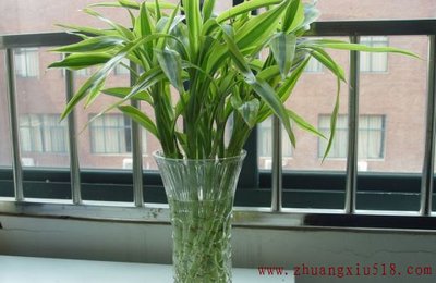 客厅摆放什么植物好