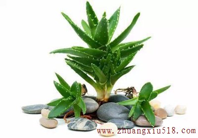 可以去除卫生间的异味的植物你家有吗？