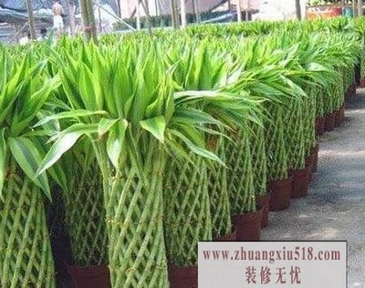 7种让家居转运的植物