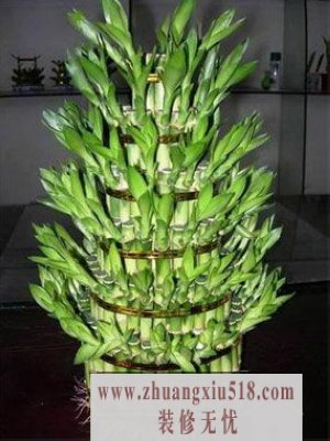 家中富贵竹摆放风水