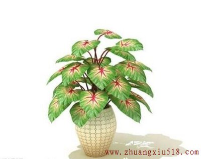 不同生肖不同职业的花卉选择