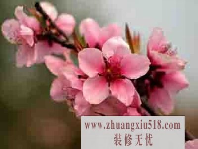 大门方向与桃花位