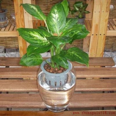 星座植物