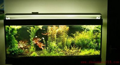 风水桃花