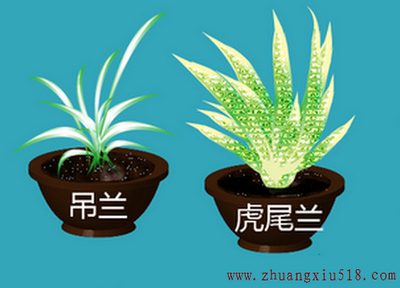 净化室内空气的植物