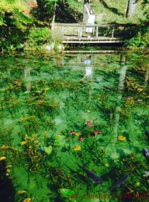 日本梦幻池塘