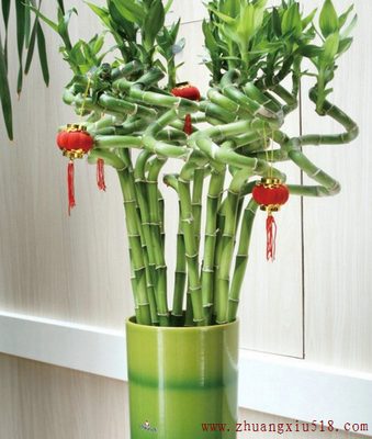 摆放招财植物获得好风水