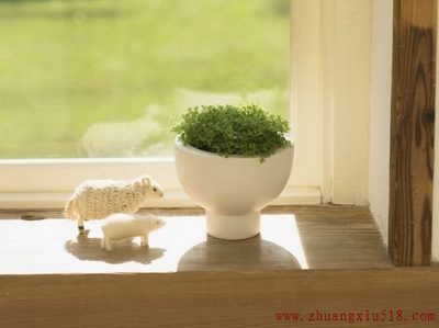 家居植物摆放风水 助你财运亨通事业宏图