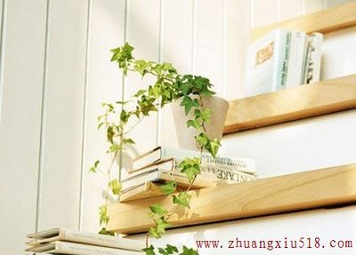 家居植物摆放风水