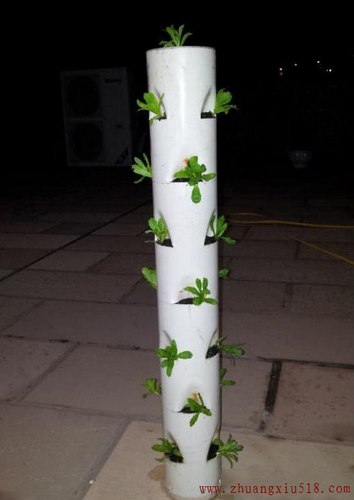 手把手教你在阳台种出够全家吃的菜!