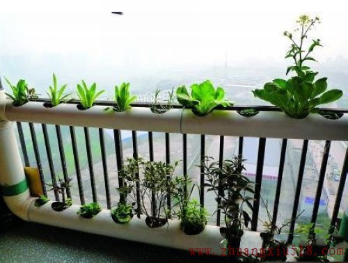 手把手教你在阳台种出够全家吃的菜!