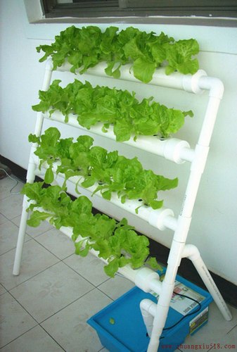 手把手教你在阳台种出够全家吃的菜!
