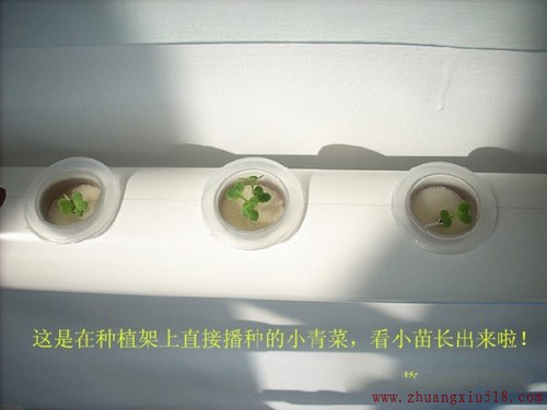 手把手教你在阳台种出够全家吃的菜!