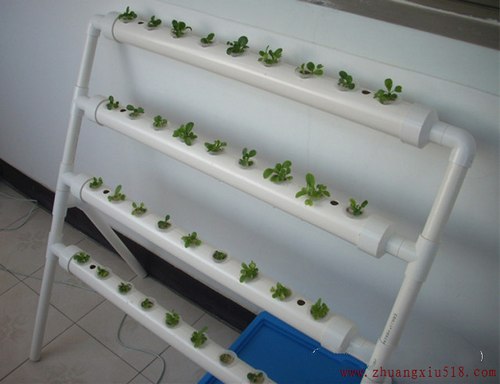 手把手教你在阳台种出够全家吃的菜!