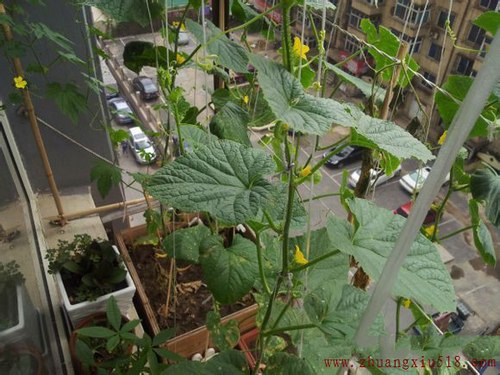 手把手教你在阳台种出够全家吃的菜！