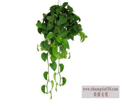 绿萝正确的种植方式，净化空气就是你了~