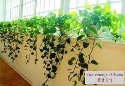 绿萝正确的种植方式，净化空气就是你了~