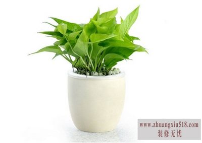 绿萝正确的种植方式，净化空气就是你了~