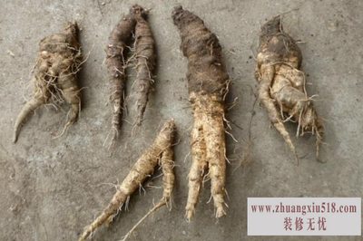 北沙参的功效与作用及食用方法 北沙参的功效与作用及食用方法