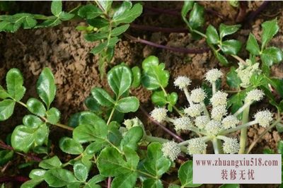 北沙参的功效与作用及食用方法 北沙参的功效与作用及食用方法
