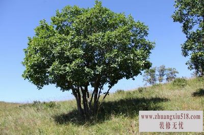 五角枫 五角枫