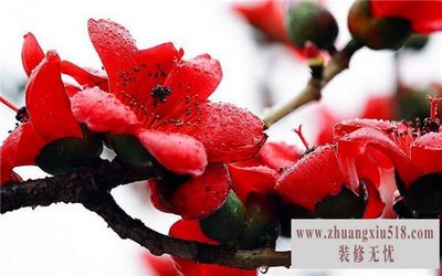 木棉树图片