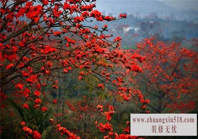 木棉树图片