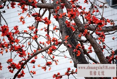 木棉树图片