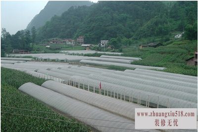 大棚蔬菜种植成本 大棚蔬菜种植成本