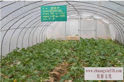 大棚蔬菜种植成本 大棚蔬菜种植成本