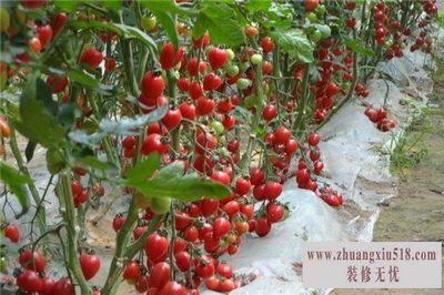 西红柿种苗 西红柿种苗