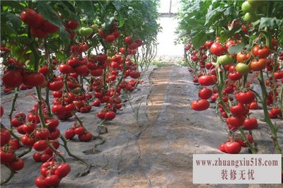 西红柿种苗 西红柿种苗
