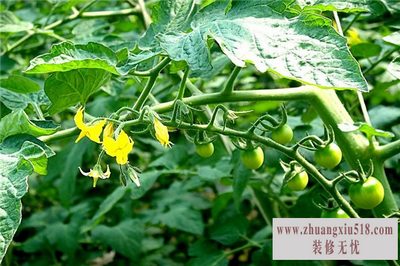 西红柿种苗 西红柿种苗