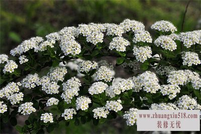 接骨木花