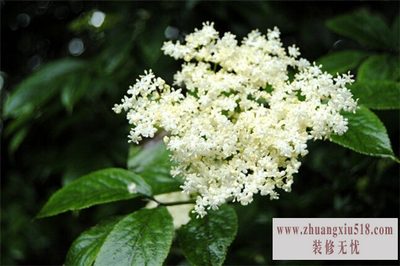 接骨木花