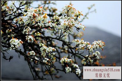 梨树种植 梨树种植