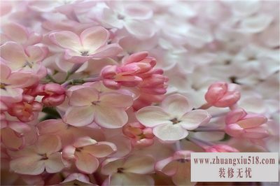 红丁香