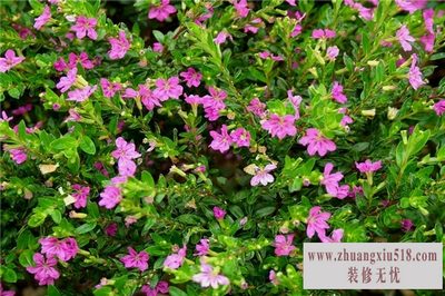 红丁香