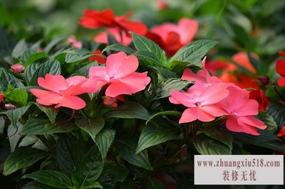 凤仙花的资料 凤仙花的资料