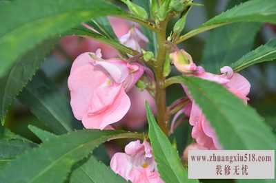 凤仙花的资料 凤仙花的资料