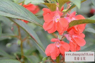 凤仙花的资料 凤仙花的资料