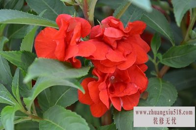 凤仙花的资料 凤仙花的资料