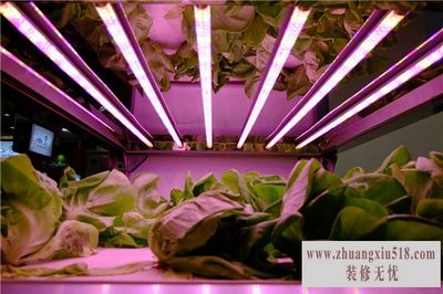 植物生长灯价格