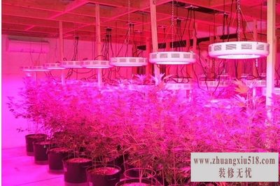 植物生长灯价格