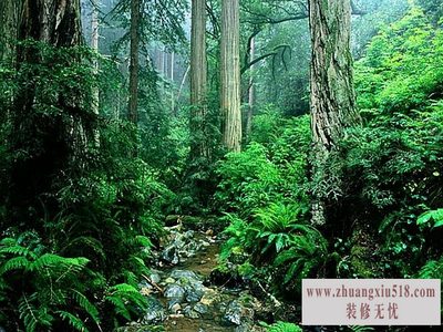 栎木硬度