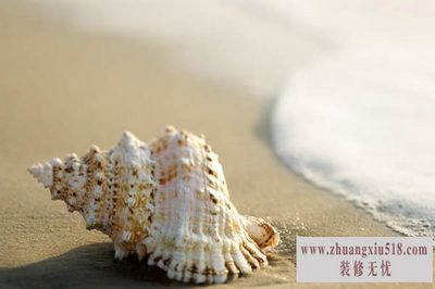 贝壳粉怎么用
