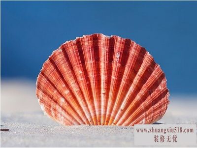 贝壳粉怎么用 贝壳粉怎么用