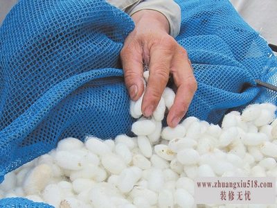 桑蚕分布