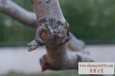 krô