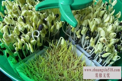 豆芽机价格